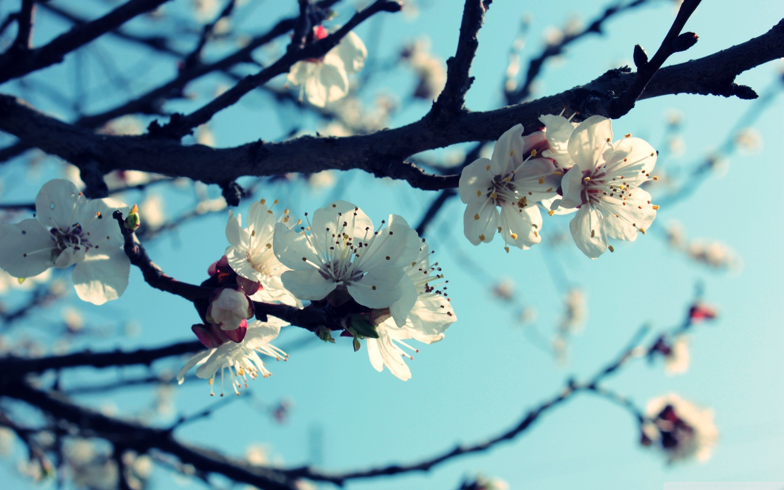 Темы связанные с весной. Весенние цветы. Весенние мотивы.