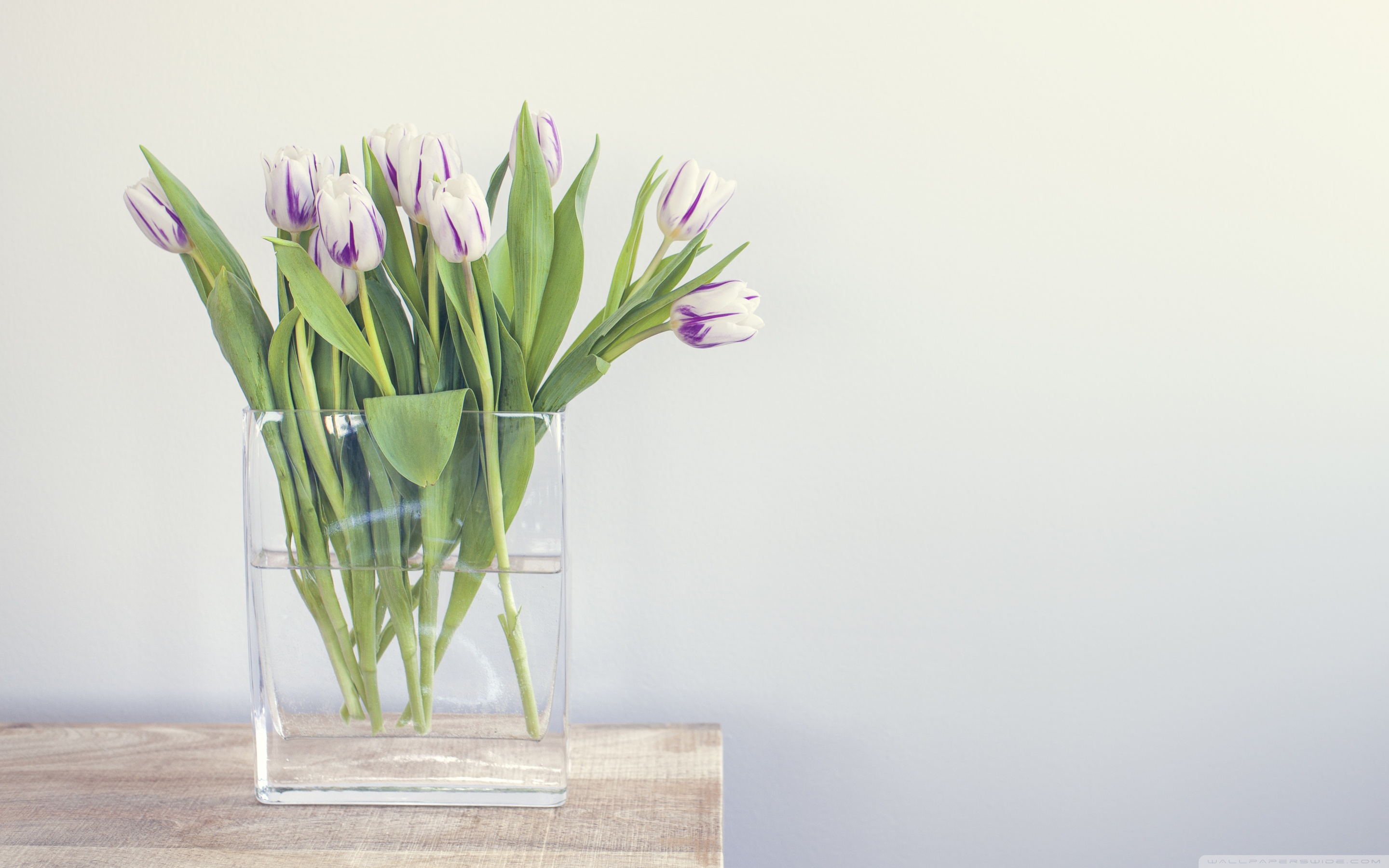 Тюльпаны в холодильнике без воды можно ли. Цветы в вазе. Тюльпаны в вазе. Стильные цветы. Цветы Минимализм.