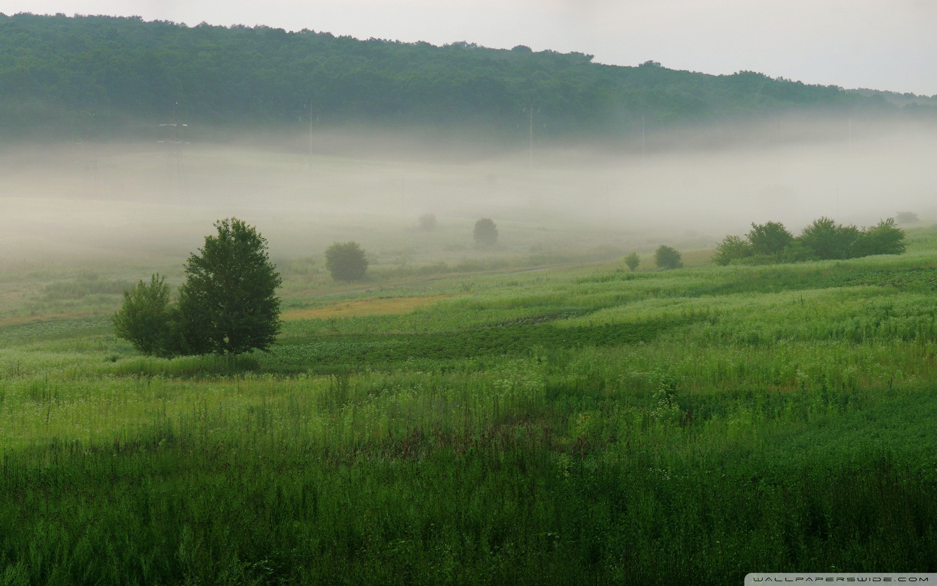 Там над травою. Утренний туман. Луг туман. Утро туман. Луга поля в тумане.