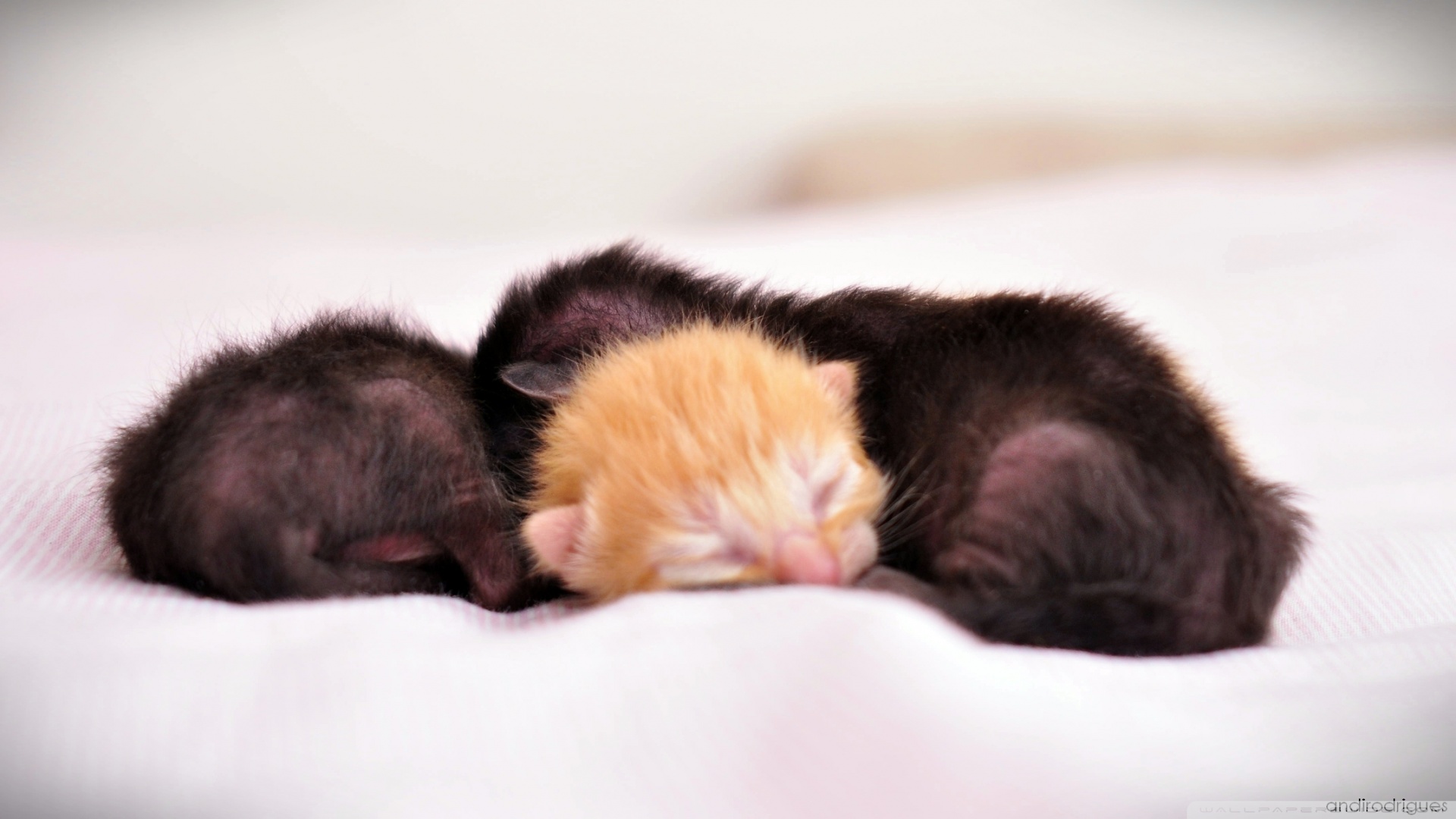 Рождающие котята. Новорожденные котята. Маленькие котята Новорожденные. Маленькие котята только родившиеся. Маленькие рыжие котята новорождённые.