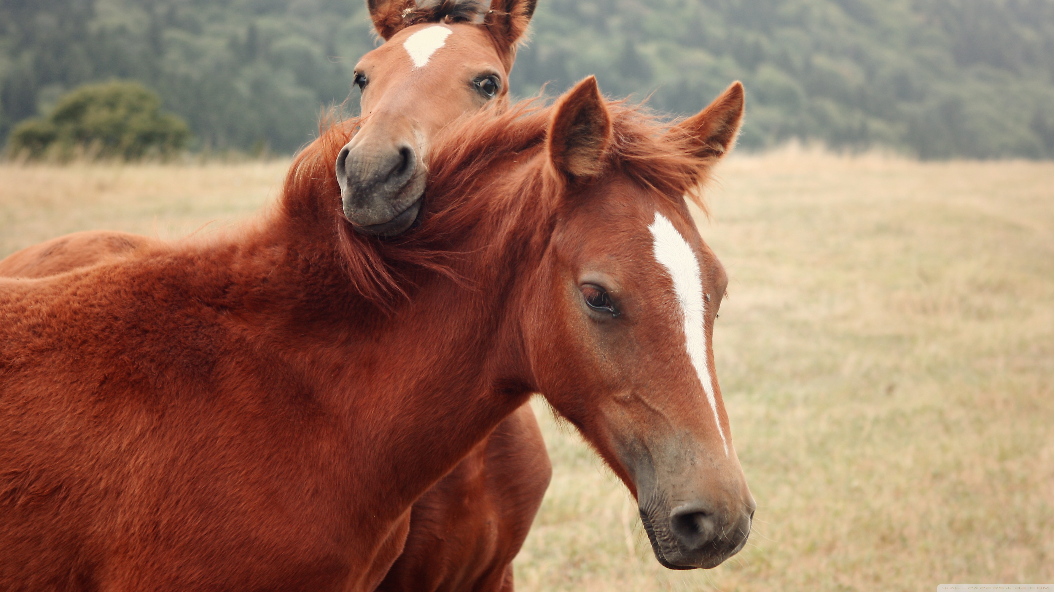 Обои на рабочий лошадь. Лошади. Обои лошади. Картинки лошадей красивые. Две лошади.