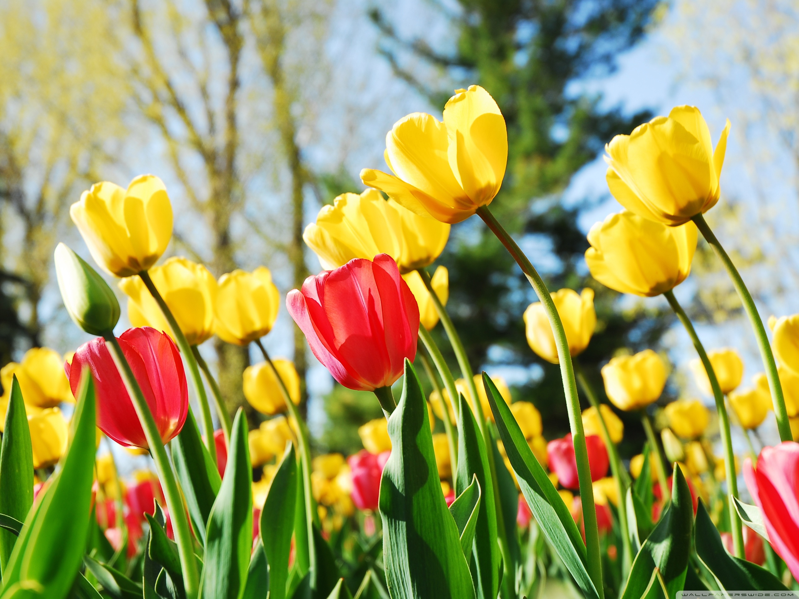 Тюльпаны на рабочий стол телефона. Тюльпан Йосемит. Яркие весенние цветы. Весенние цветы тюльпаны.