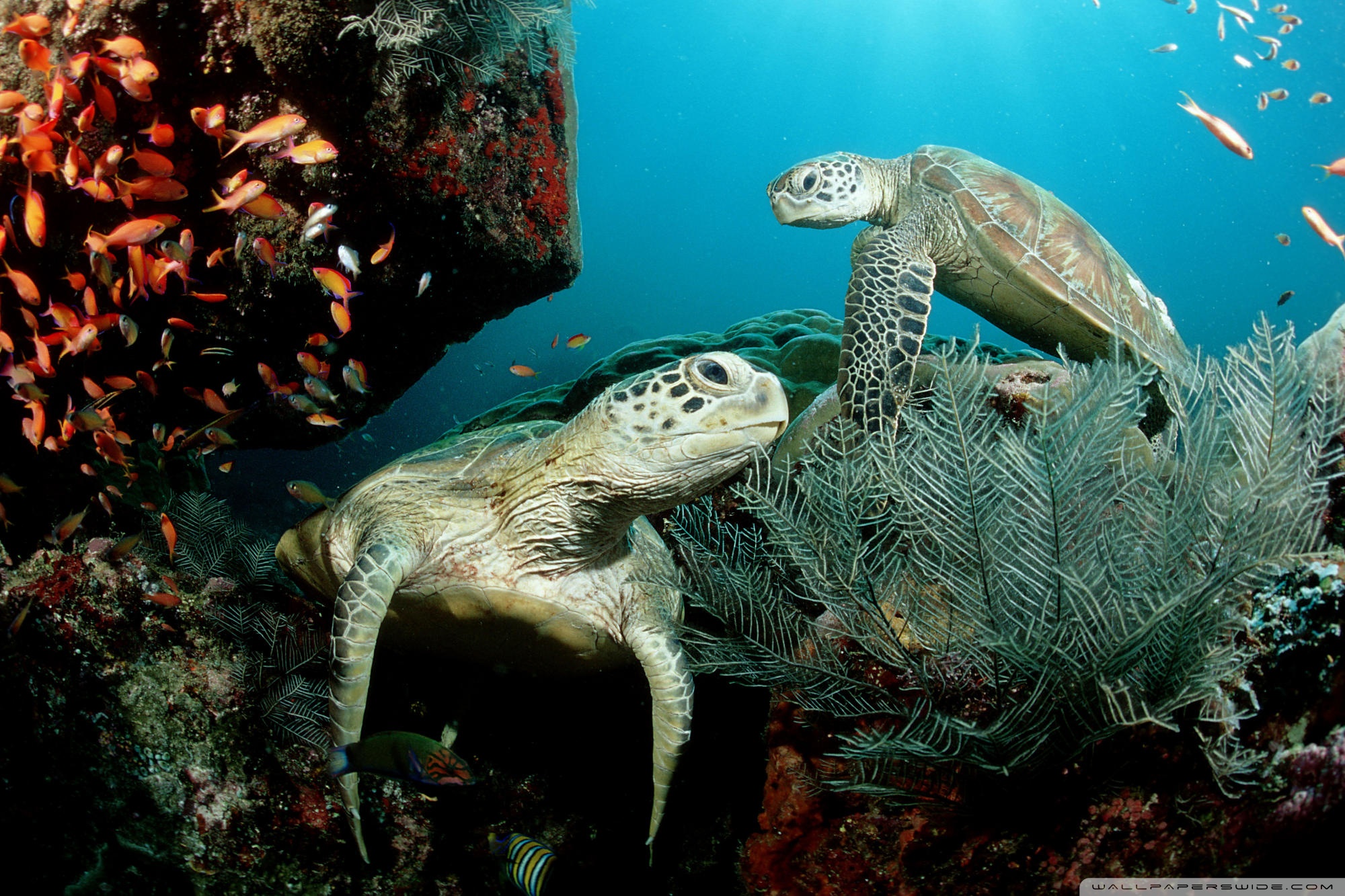 Морские черепахи жизнь. Черепахи Атлантического океана. Морская черепаха. Обитатели океанов. Карибское море животный мир.
