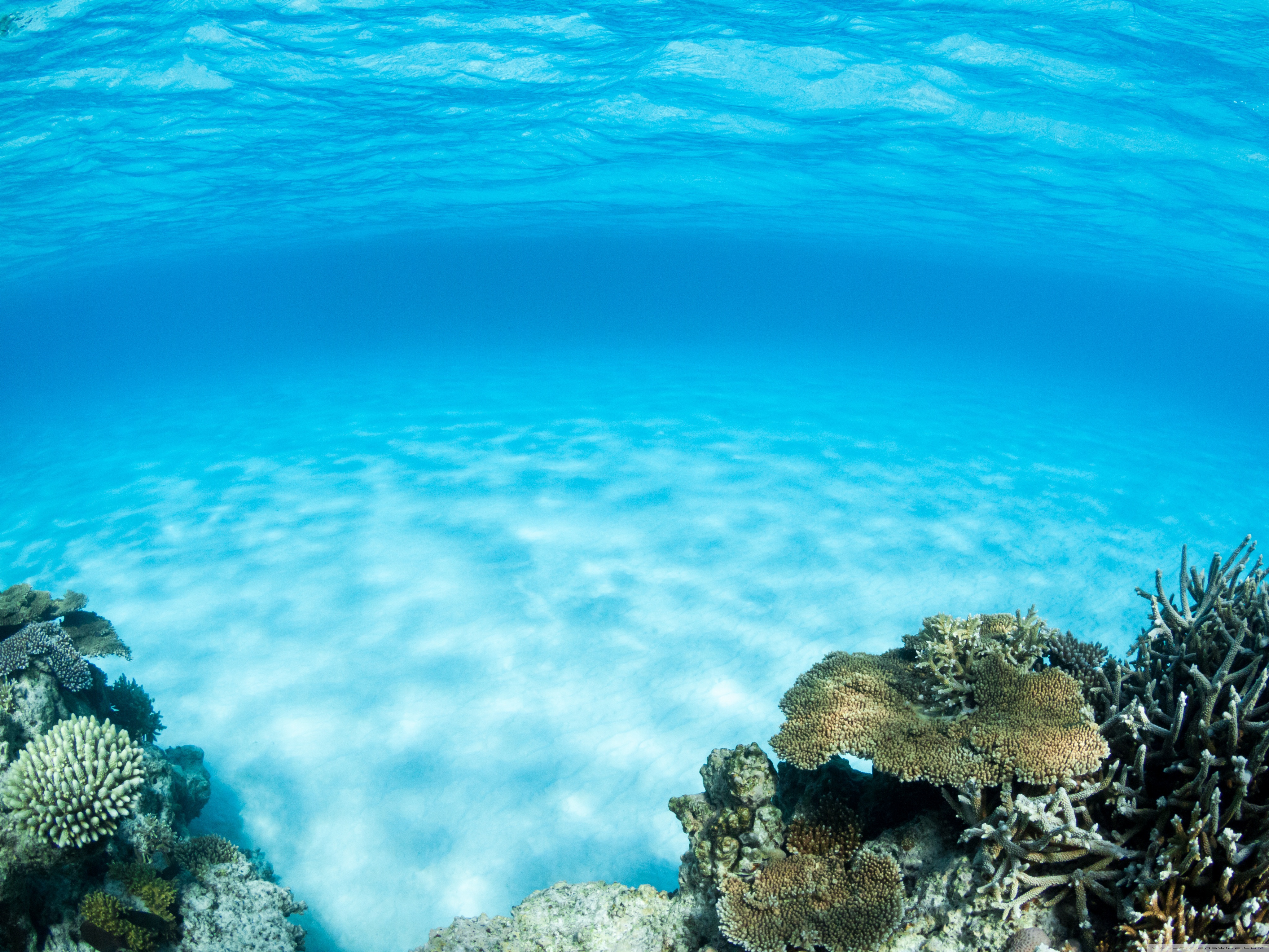 Coral life. Морское дно. Дно океана. Океан под водой. Море глубина.