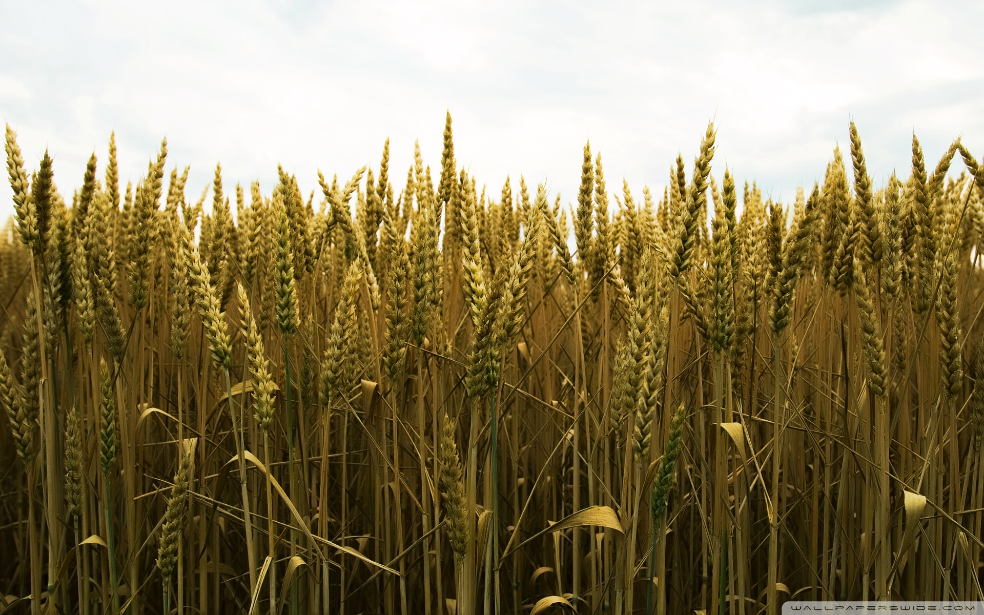 Пшеница группа организмов. Колосья пшеницы. Пшеничное поле. Рожь Колос. Куст пшеницы.