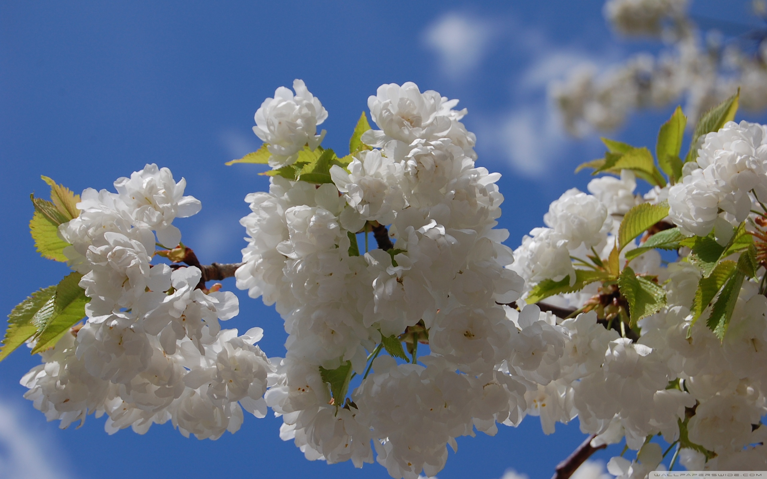 Заставка весенняя природа. Сакура белая махровая. Весенние цветы. Цветущие деревья весной.