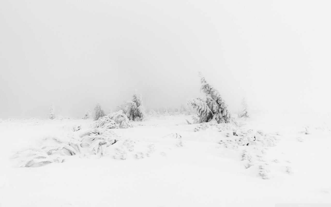 Download Winter Fog White Snow Trees Aesthetic Ultrahd Wallpaper Wallpapers Printed