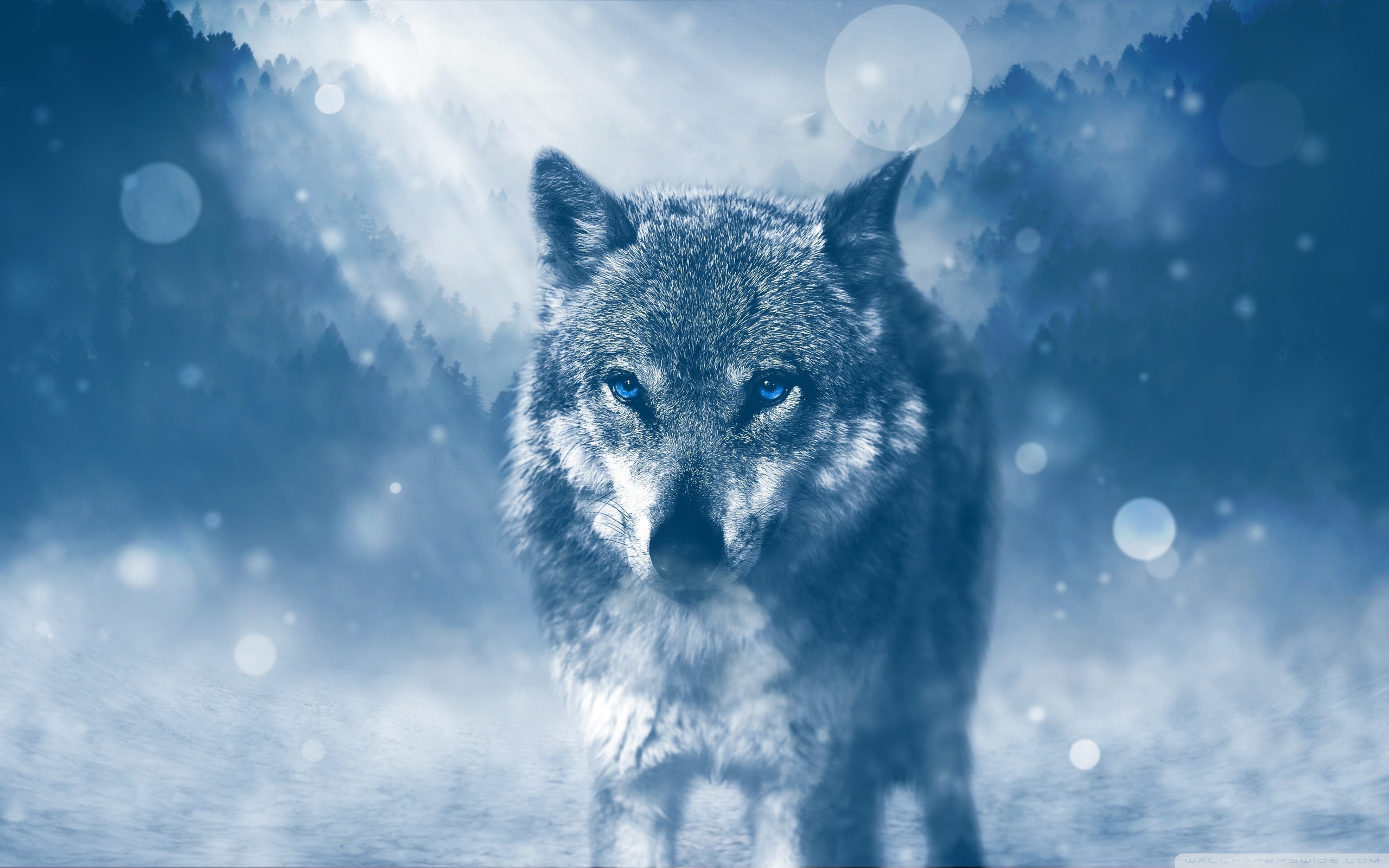 Download Wolf Winter Ultrahd Wallpaper Wallpapers Printed
