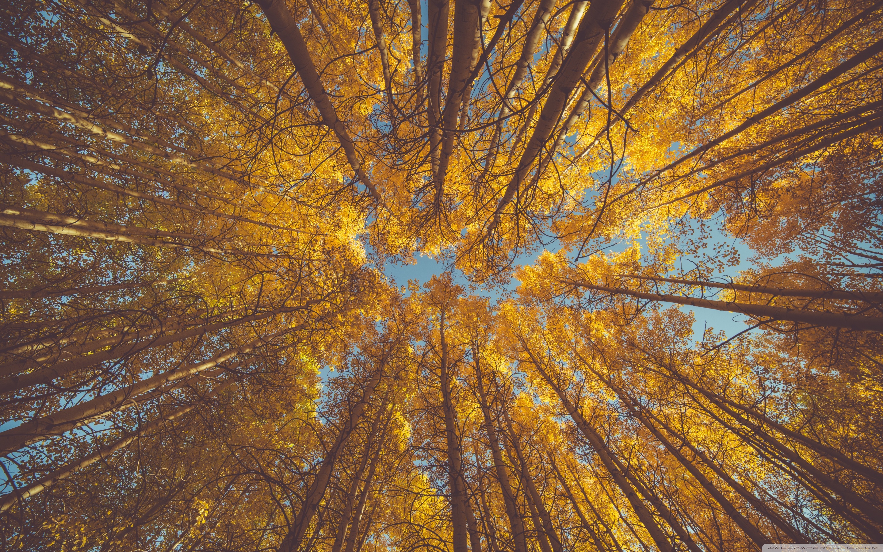 Download Yellow Autumn Aspen Forest Canopy UltraHD Wallpaper